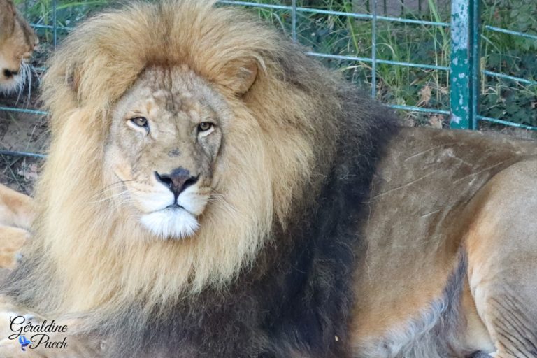 Lion solo - Zoo de La Palmyre