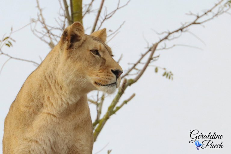 Lionne - Bioparc à Doué-la-fontaine