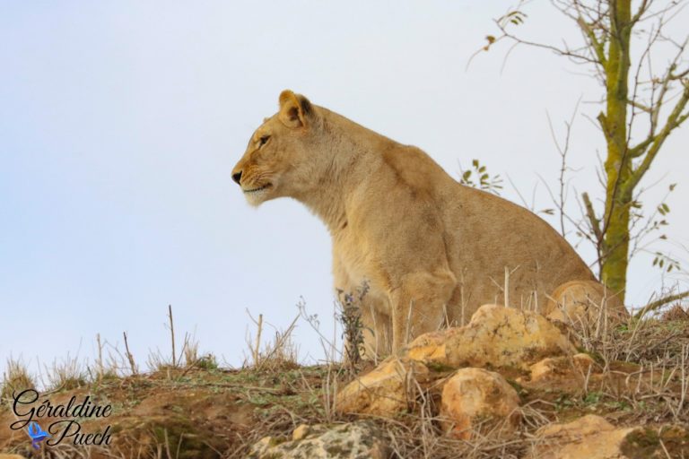 Lionne - Bioparc à Doué-la-fontaine