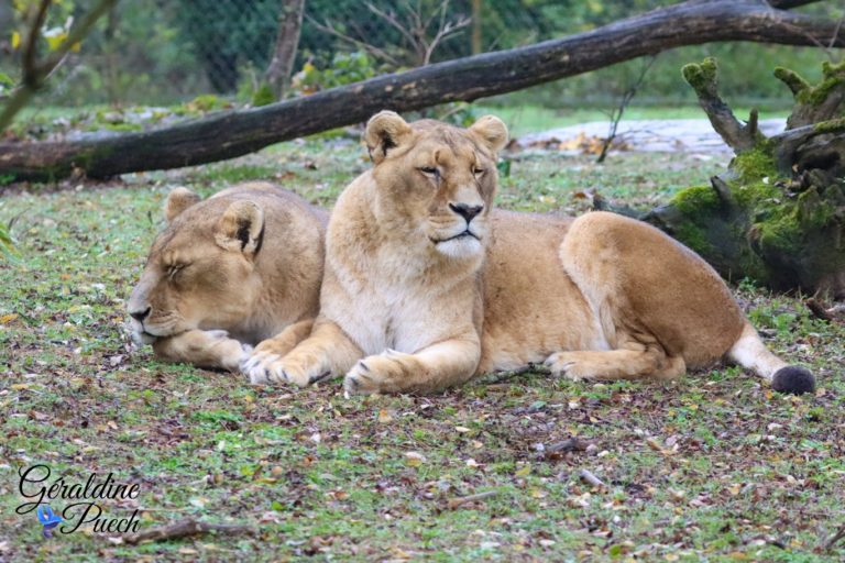 Lionnes - Bioparc à Doué-la-fontaine