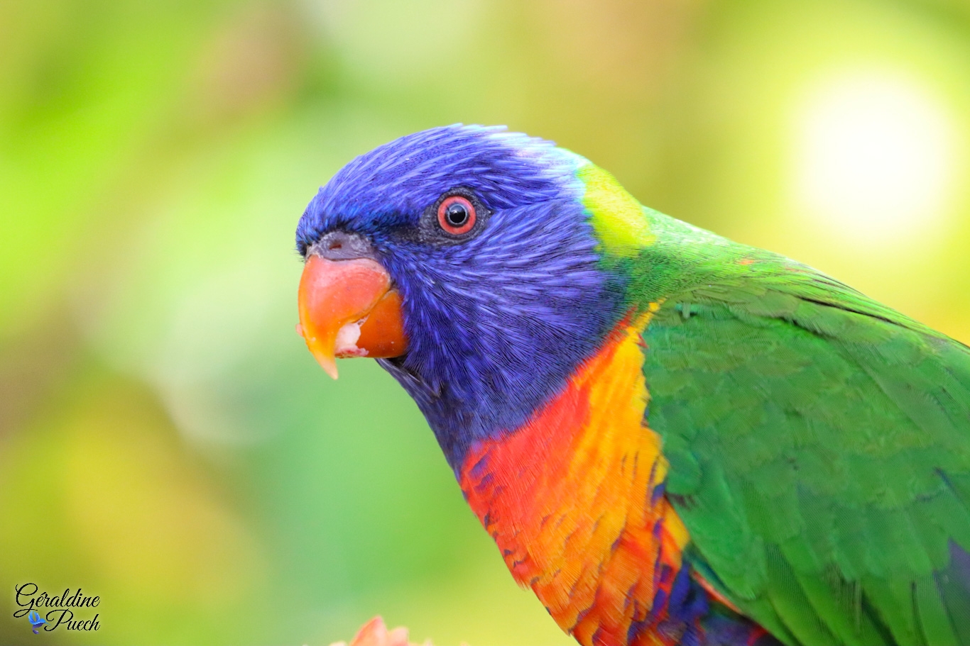 Lori-arc-en-ciel - Zoo la flèche