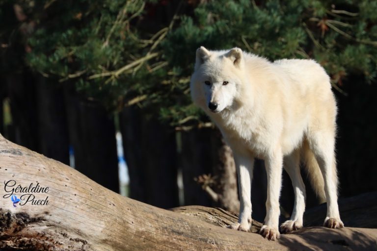 Loup arctique  ZooParc de Beauval