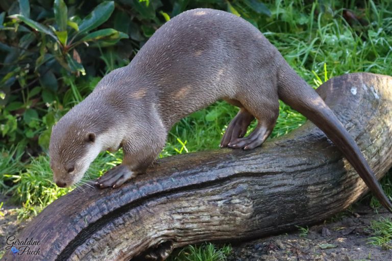 Loutre à pelage lisse - Zoo la flèche