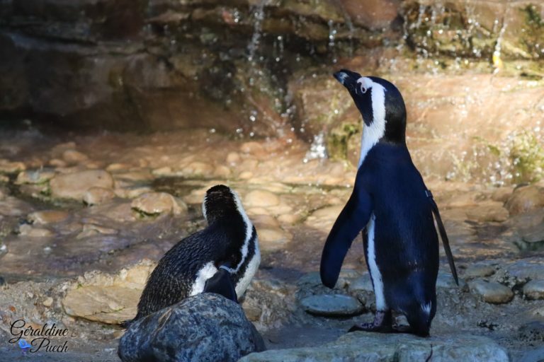 Manchot du Cap - Zoo de La Palmyre