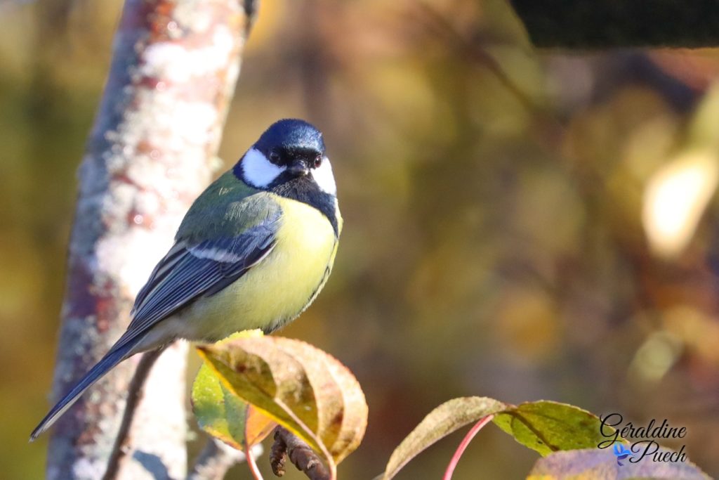 Mésange charbonnière - Réserve ornithologique du Teich