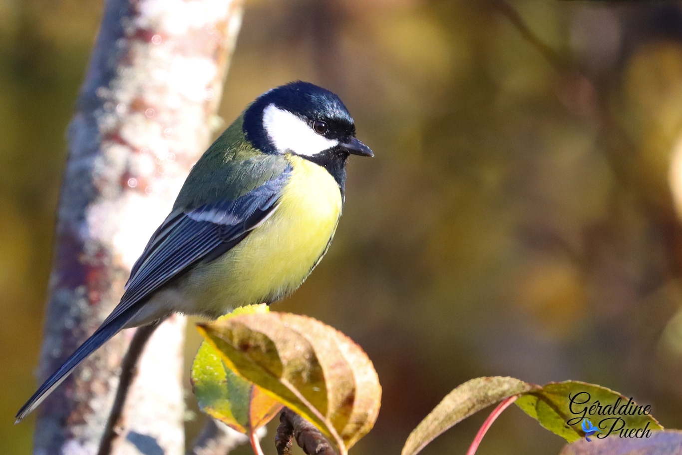 Mésange charbonnière - Réserve ornithologique du Teich