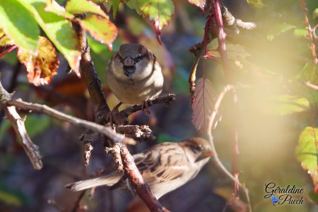 Moineau domestique - Réserve ornithologique du Teich