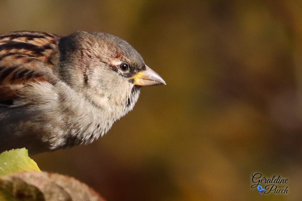 Moineau domestique - Réserve ornithologique du Teich