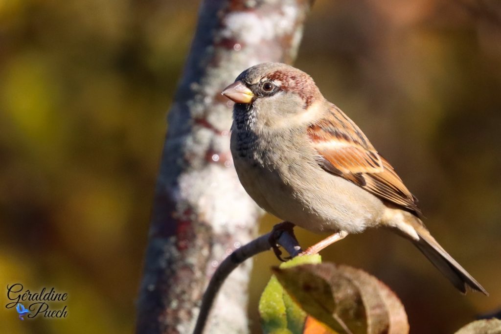 Moineau domestique - Réserve ornithologique du Teich