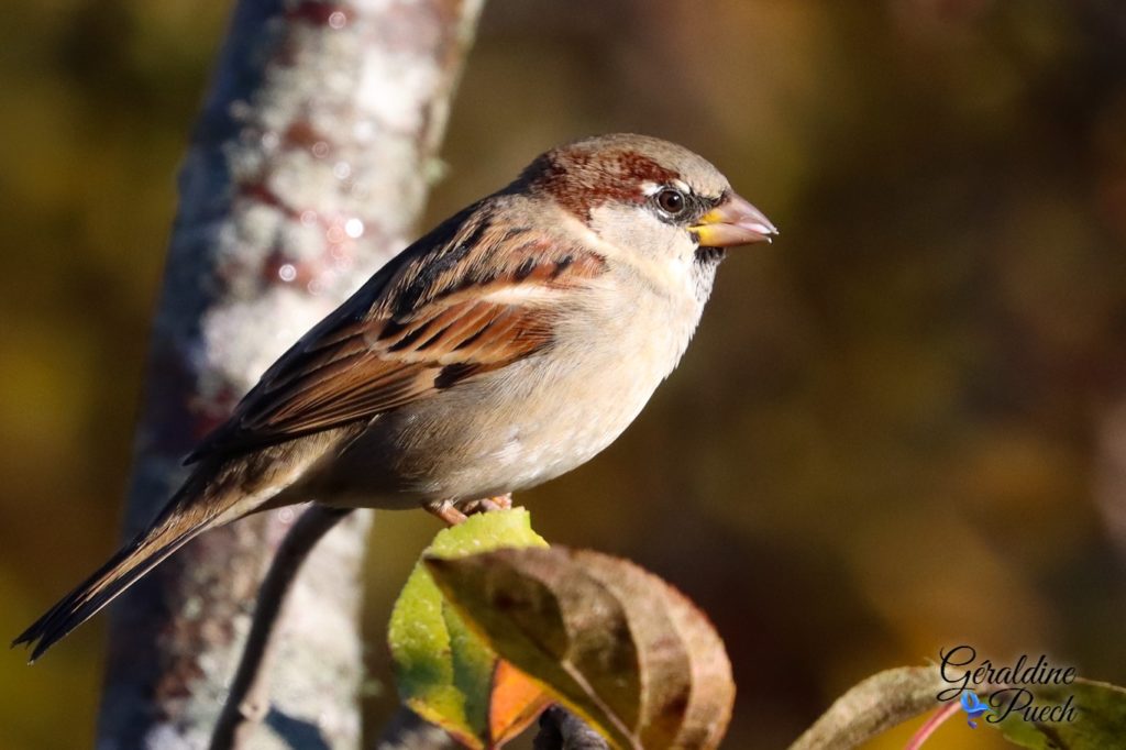 Moineau domestique - Réserve ornithologique du Teich