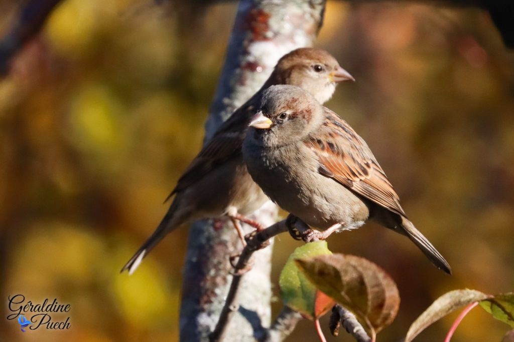 Moineau domestique - Réserve ornithologique du Teich