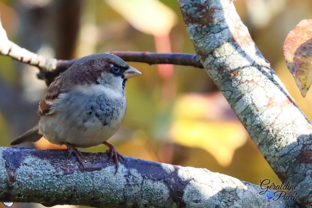 Moineau domestique - Réserve ornithologique du Teich