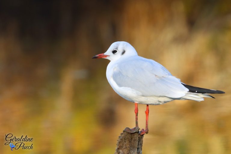 Mouette rieuse - Réserve ornithologique du Teich