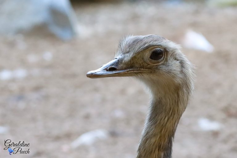 Nandou - Zoo de La Palmyre