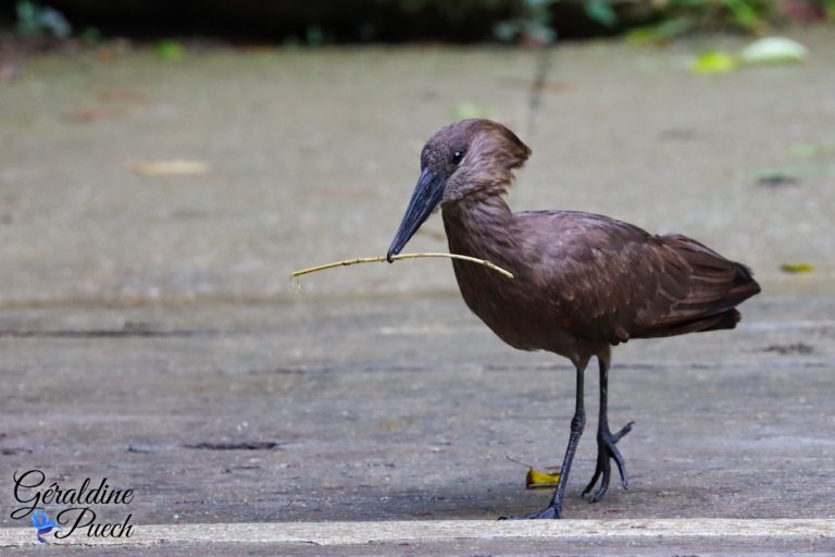 Ombrette africaine - Bioparc à Doué-la-fontaine