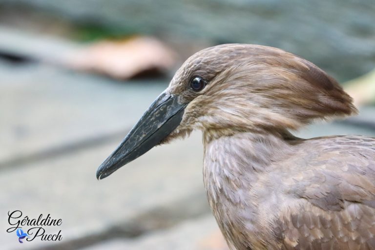 Ombrette africaine - Bioparc à Doué-la-fontaine