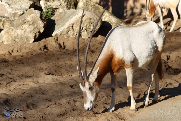 Oryx Algazelle - Zoo de La Palmyre