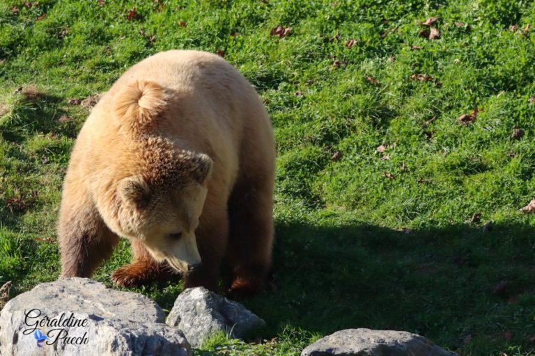 Ours - Zoo de Beauval à Saint Aignan