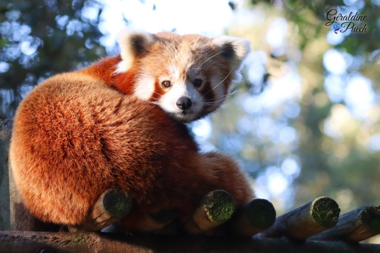 Panda roux - Zoo de La Palmyre