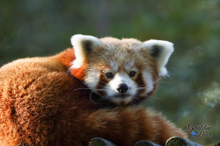 Panda roux portrait - Zoo de La Palmyre