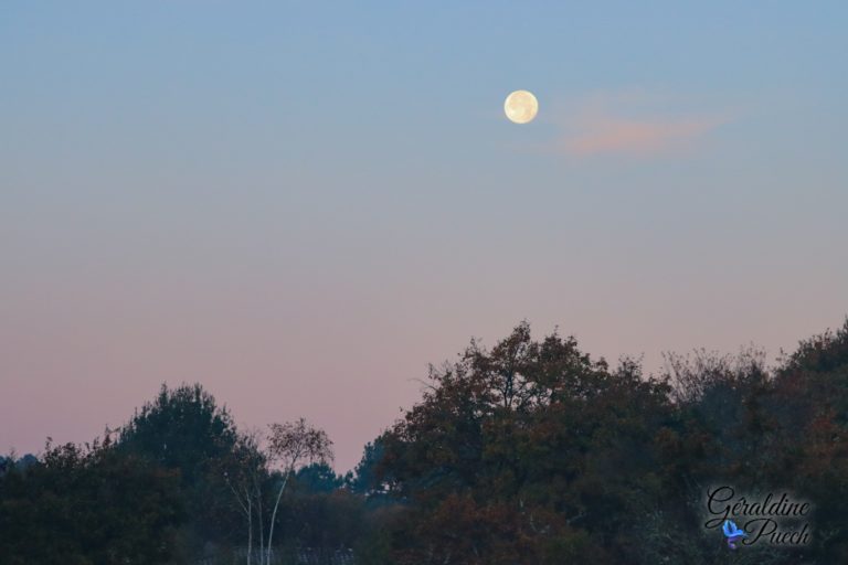 Paysage - Réserve ornithologique du Teich