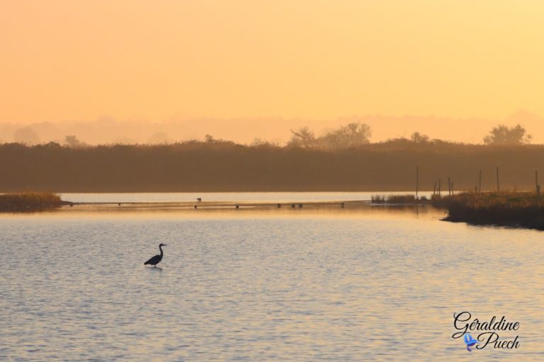 Paysage - Réserve ornithologique du Teich