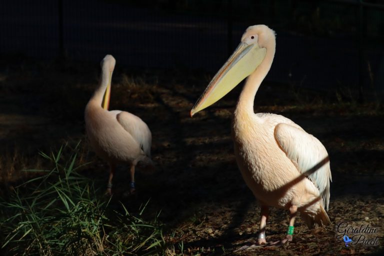 Pélican - Zoo de La Palmyre