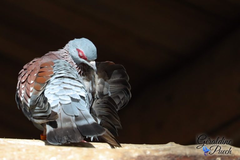 Pigeon de Guinée - Bioparc à Doué-la-fontaine