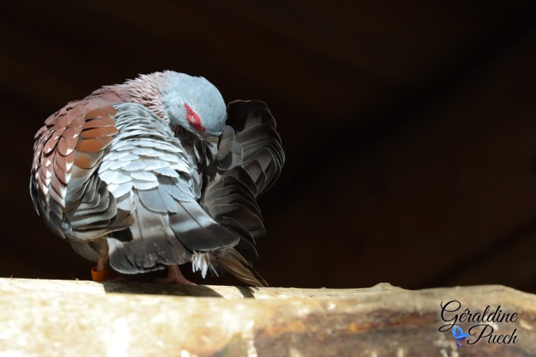 Pigeon de Guinée - Bioparc à Doué-la-fontaine