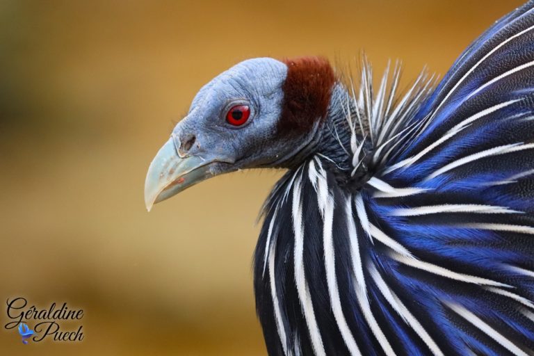 Pintade vulturine - Bioparc à Doué-la-fontaine