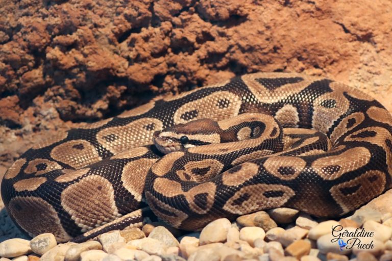 Python royal - Zoo de La Palmyre