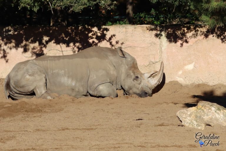 Rhinocéros - Zoo de La Palmyre