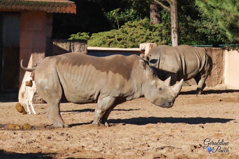 Rhinocéros caca - Zoo de La Palmyre