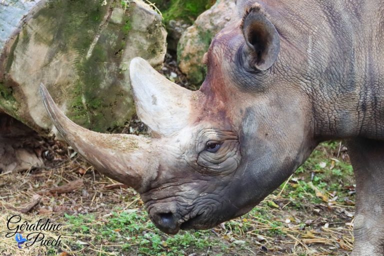 Rhinocéros noir - Bioparc à Doué-la-fontaine