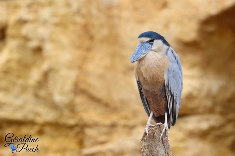 Savacou huppé - Bioparc à Doué-la-fontaine