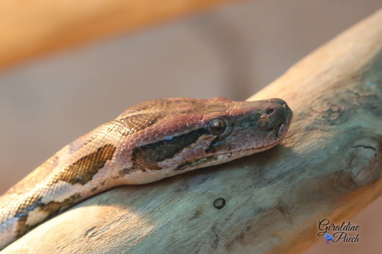 Serpent - Zoo de La Palmyre