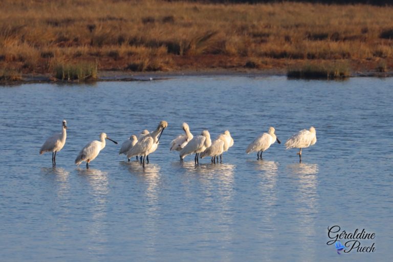 Spatule blanche - Réserve ornithologique du Teich