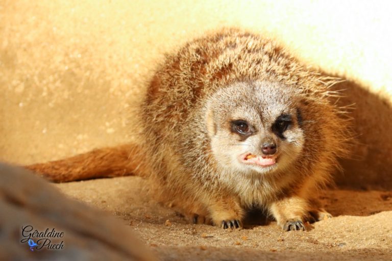 Suricate grogne - Zoo de La Palmyre