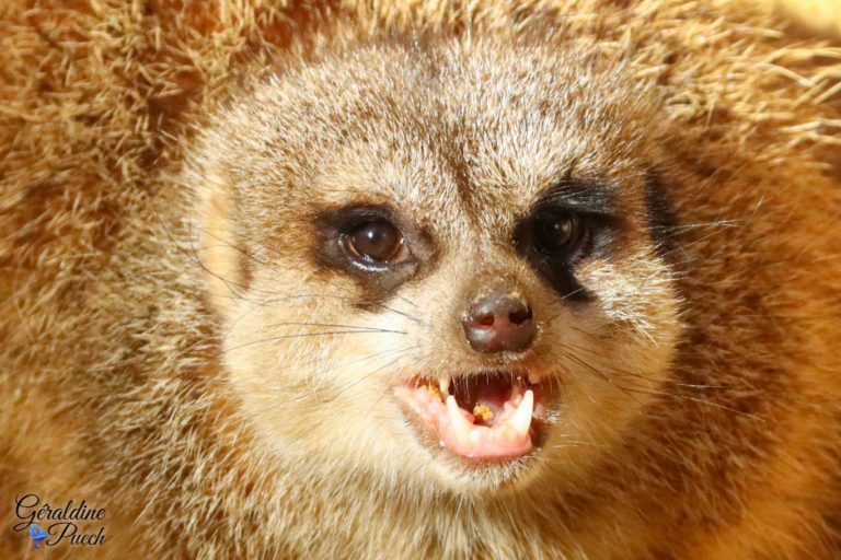 Suricate portrait - Zoo de La Palmyre