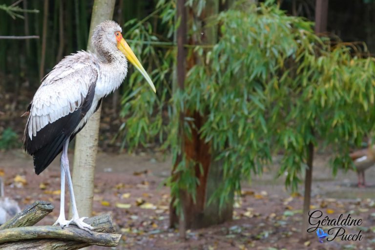 Ombrette africaine - Bioparc à Doué-la-fontaine