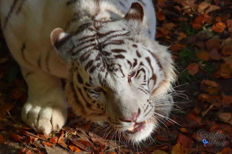 Tigre blanc portrait - Zoo de Beauval à Saint Aignan