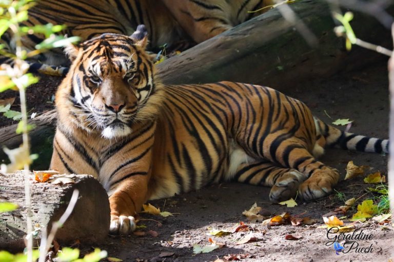 Tigre de Sumatra - Zoo de Beauval à Saint Aignan