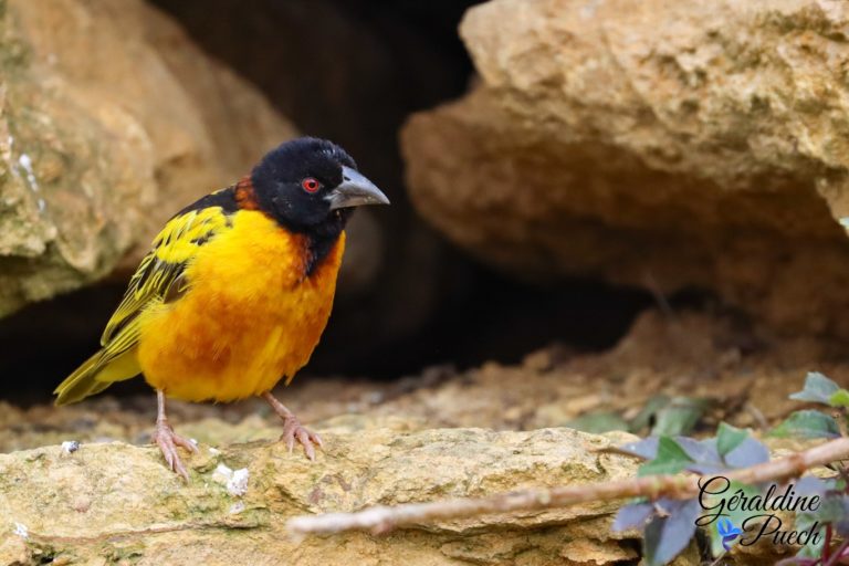 Tisserin gendarme - Bioparc à Doué-la-fontaine