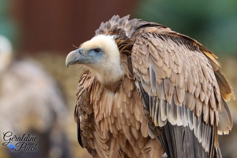 Vautour fauve - Bioparc à Doué-la-fontaine