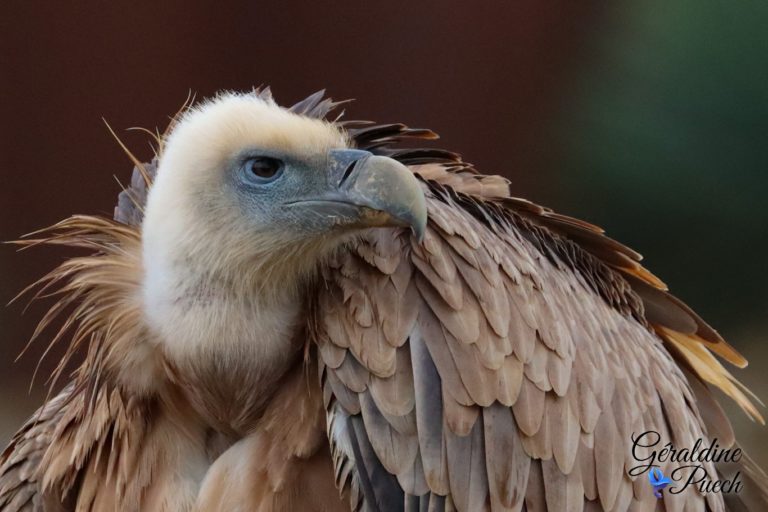 Vautour fauve - Bioparc à Doué-la-fontaine