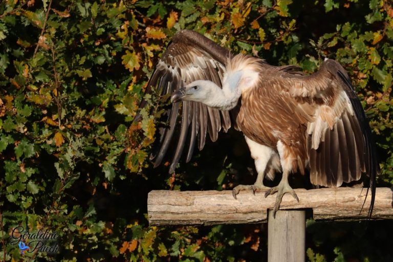 Vautour fauve - Zoo de Beauval à Saint Aignan