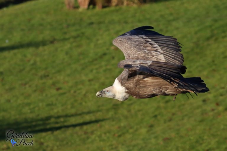 Vautour fauve - Zoo de Beauval à Saint Aignan