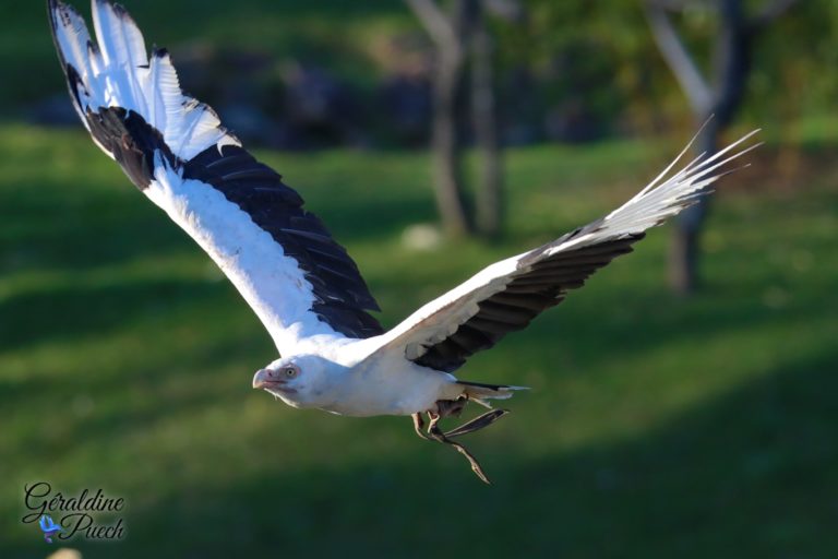 Vautour palmiste - Zoo de Beauval à Saint Aignan