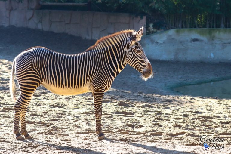 Zèbre - Zoo de La Palmyre