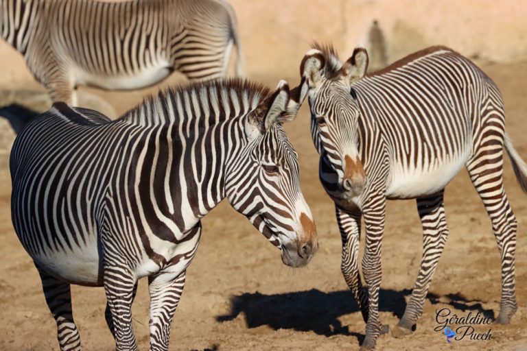 Zèbre duo - Zoo de La Palmyre